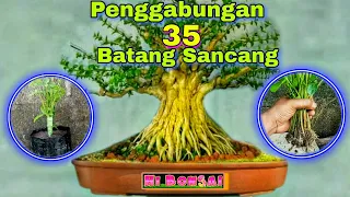 Bonsai Sancang Penggabungan 35 Batang Muda Hasil Stek