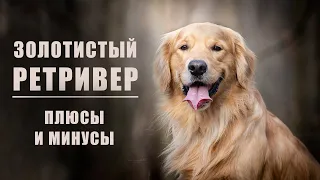 ЗОЛОТИСТЫЙ РЕТРИВЕР. Плюсы и минусы породы голден-ретривер | GOLDEN RETRIEVER