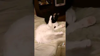 котик укладывает спать котенка