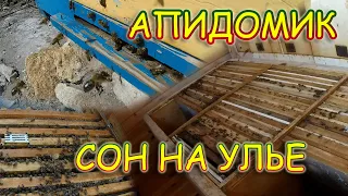 Сон на Улье с Пчелами  Апидомик  Лечение Пчёлами