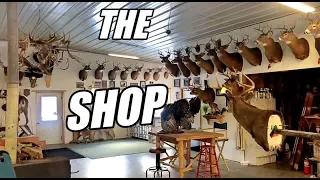 Welcome to the Shop! (TAXIDERMY & A BIT OF WHAT WE DO)