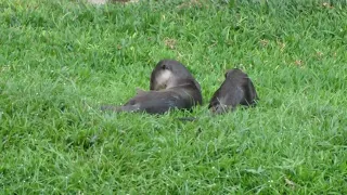 新加坡野生水獭 _ The 'Three Smooth-coated Otters' in South West Singapore