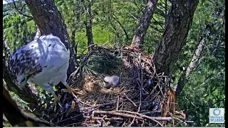 Angel The Leucistic Red-Tailed Hawk: A DAY OF UNCERTAINTY. 4 May 2023