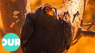 The Majestic Black Eagle of Botswana | Our World