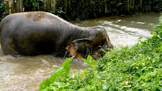 Why elephants at Phuket Elephant Sanctuary bathe freely