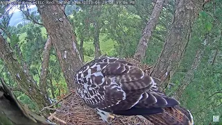 Angel the Leucistic Red Tailed Hawk 29.06.2023 14:54