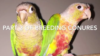 Part 2 of Breeding Conures