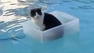 Cats Hate Water! - Funny Cats in Water Compilation 2019