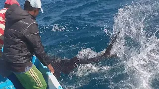 Fishing Catching For Handline Fish Yellowfin Tuna & Blue Marlin Amazing Fishing Video