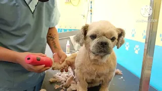 Mr. Fatboy semi-shavedown | shih-tzu older