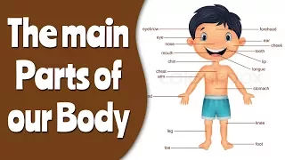 The parts of the body and their uses