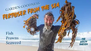 FREE FERTILISER FROM THE SEA: Making plants powerful using seafood scraps.