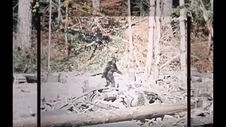 Patterson-Gimlin Film HD 60fps