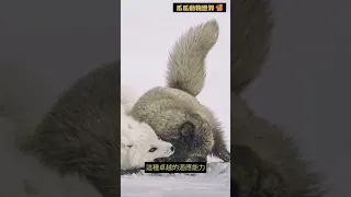 極地變色者：北極狐的神奇毛皮適應能力