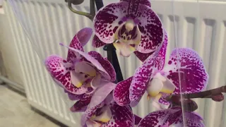 Шикарные орхидеи в Икее по 479 руб.  Чармер,  Жемчужина Императора, Ченгду .....