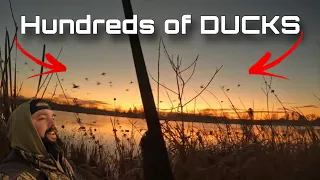 DUCK HUNTING with Insane MIXED Bag! HUNDREDS IN THE DECOYS!