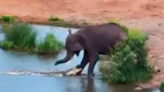 Angry Crocodile Attacks Elephants at Waterhole Twice | World Wild Web