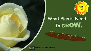 What Plants Need To Grow