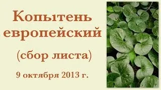 Копытень европейский (сбор листа) 9 октября 2013