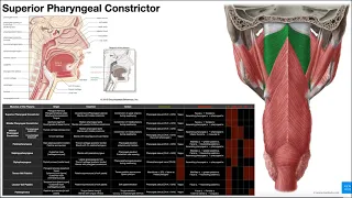 Intro to Deglutition & the Pharyngeal Constrictors [OINAs]