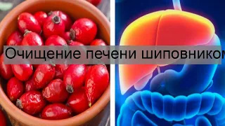 Очищение печени шиповником