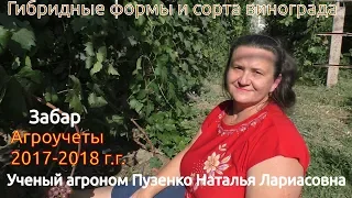 Виноград Забар селекции Бурдака А.В. на участке Пузенко Натальи Лариасовны