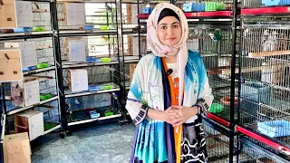 Lady Birds Farmer|| Visit Hasna Irfan Birds Breeding Setup|| Birds Business for Females