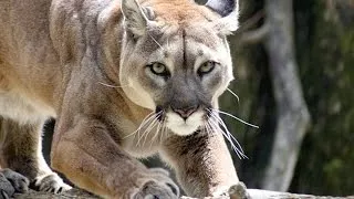 Puma vs Lynx Wild Animals Fighting