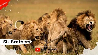 छह खूंखार भाईयों की कहानी(Part-1)|| LIONS OF SABI SAND HINDI DOCUMENTARY||
