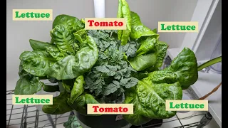 Grow Tomato and Lettuce together in Aerogarden Harvest