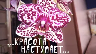 304💮ОРХИДЕИ продолжают зацветать 🥰Обзор красоты 😍