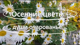 Осенние цветы -  души очарованье