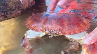 Big Goods Hidden In The Reef Area, The Vigilant Bread Crab Remains Motionless, Still Caught