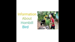 Hornbill only for birds lover | great extraordinary wild bird in the world | beautiful wild bird