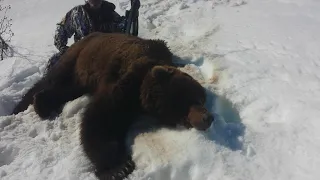 Terry with bear down Alaska Spring Brown Bear at Hidden Alaska Lodge