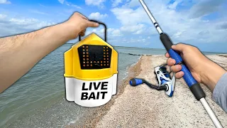I Caught a BIG Mystery Fish from the BEACH!! (Saltwater Fishing)