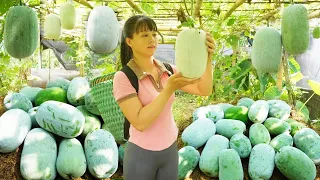 Harvesting Big Squash Goes To Countryside Market Sell || Phương - Free Bushcraft