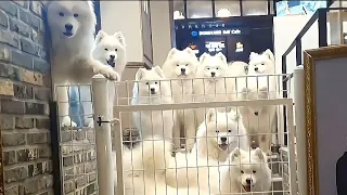 You have 12 Samoyeds?!