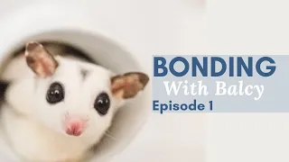 Bonding With Balcy- episode 1