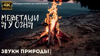 МЕДИТАЦИЯ У ОГНЯ   у костра на природе  ЗВУКИ ПРИРОДЫ  🔥  🎧