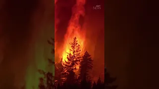 This close-up footage shows a forest fire burning in British Columbia #shorts
