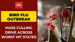 Bird Flu Scare Across India; Mass Culling Drive In Worst Hit States To Stop Spread