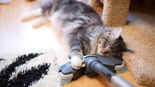 Коты и пылесосы (Cats And Vacuum Cleaners Compilation)