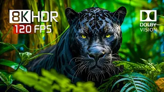 Best of Dolby Vision for 2024 - 8K HDR Video ULTRA HD 120FPS