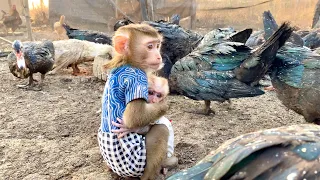 Full 1 hour - Mother Linda protects her baby at all times - Mother-child love of monkeys