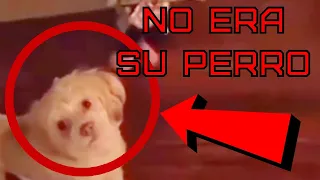 Demonio se transforma en el perro de esta persona #miedo #perros  #parati #internet