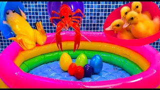 Rainbow Surprise Eggs, Ducklings, Snake, Crayfish, Lobster, Butterfly Fish, Frog, Goldfish, Koi Fish