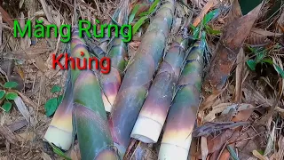 Vào Rừng Hái Măng Nứa - Gặp Toàn Hàng khủng/KPRX