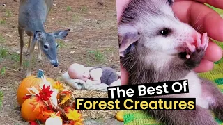 Into The Woods: Best Of Forest Creatures