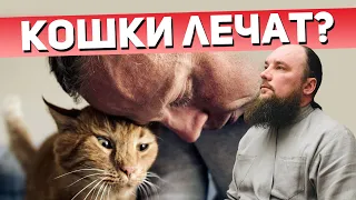 Кошки лечат? Священник Максим Каскун